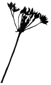 Allium subhirsutum L.