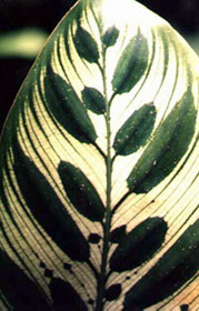 Calathea makoyana