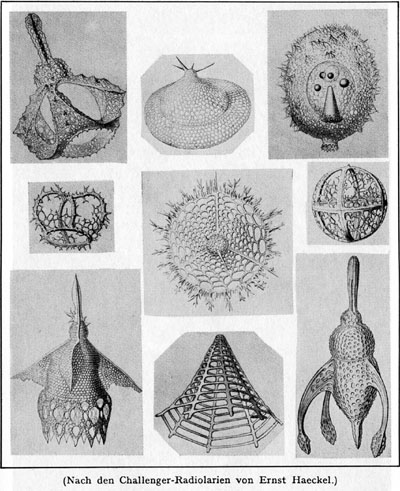Ernst Haeckel, Radiolarien der Challenger-Expedition